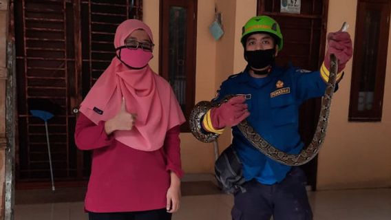 Warga Depok Patut Waspada, 3 Bulan Terakhir Damkar Evakuasi 67 Ular dari Pemukiman, Terbanyak Sanca