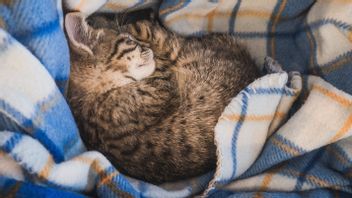 猫はぐったりして眠っていますか?アナブルが暖かさを必要としている兆候を知る