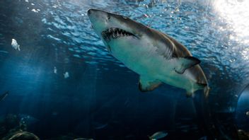 サメの攻撃で死亡した水泳選手、シドニーオーストラリアのボンダイとブロンテを含むいくつかのビーチが閉鎖