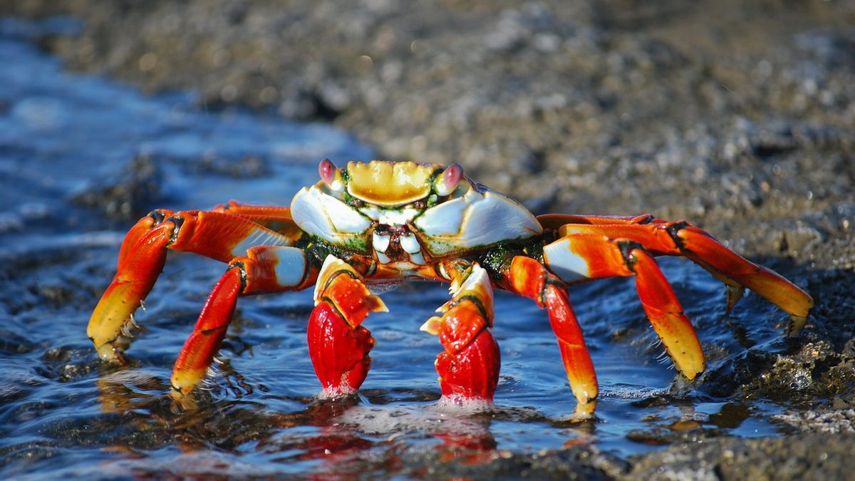 <i>Crab Mentality</i>, Kondisi saat Seseorang Suka Menghalangi Keberhasilan Orang Lain