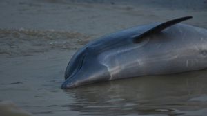 Suhu Air Tembus 39 Derajat Celsius, Lebih dari 100 Lumba-lumba di Amazon Brasil Mati