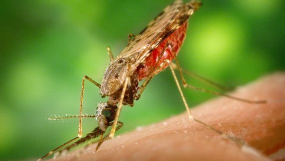 Lebih Mematikan daripada COVID-19 di Afrika, WHO Dukung Penggunaan Vaksin Malaria untuk Anak-anak