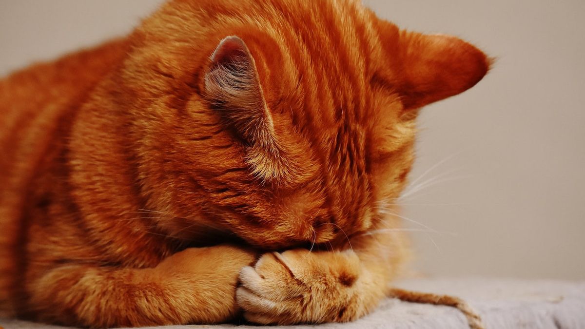 Mata Kucing Berair, Apakah Menangis? Ini Penyebabnya Menurut Ahli