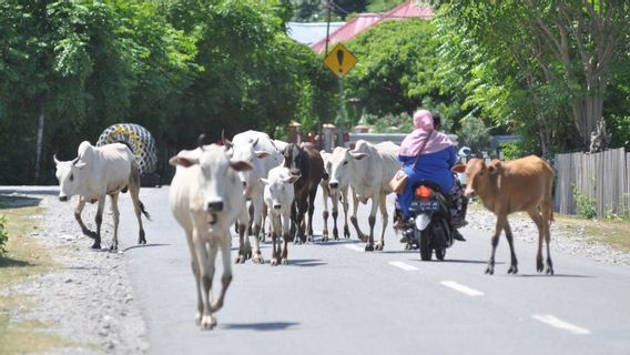 Semua Peternak Sapi di Kota Tangerang Bakal Kumpul Cegah PMK pada Ternak