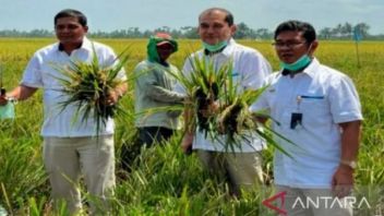 Beras Cadangan Pemerintah Ada di Sumut, BULOG Jamin Cukup