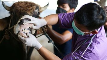 西加里曼丹为6000头牲畜提供了3万剂口蹄疫疫苗，包括维生素