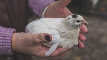 インドの科学者、人へのH5N1鳥インフルエンザのパンデミックの脅威を警告
