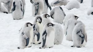 Satelit Luar Angkasa Temukan Koloni Penguin Kaisar Baru di Antartika