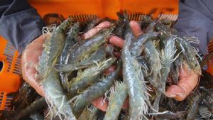 Ada Laporkan Udang Beku RI Tercemar Cesium, Mendag Setop Sementara Ekspor PT BMS ke AS