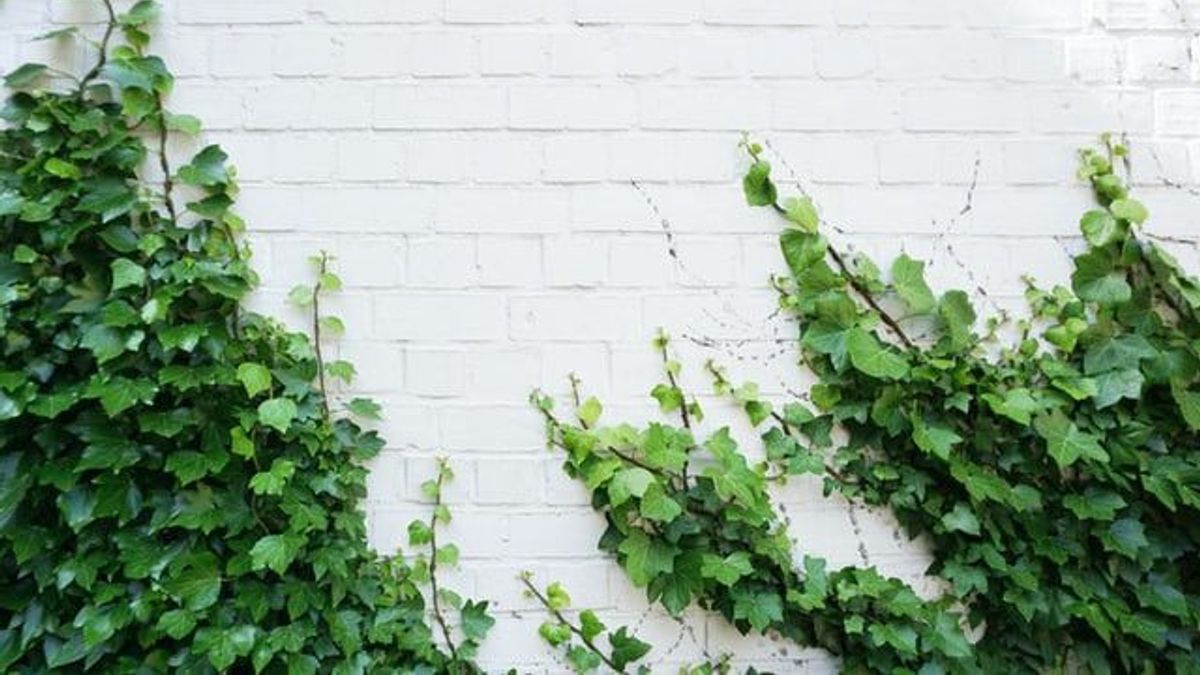 5 Tanaman Rambat yang Dapat Mempercantik Dinding Rumah Anda