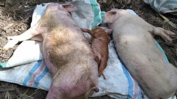 171 الخنازير يموت في بابوا مانوكواري، ريجنت هيرموس يصدر رسالة دائرية حول فيروس حمى الخنازير الأفريقية