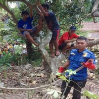 Damkarmat Lamsel Butuh 2 Jam Evakuasi King Cobra 3,5 Meter Masuk Permukiman