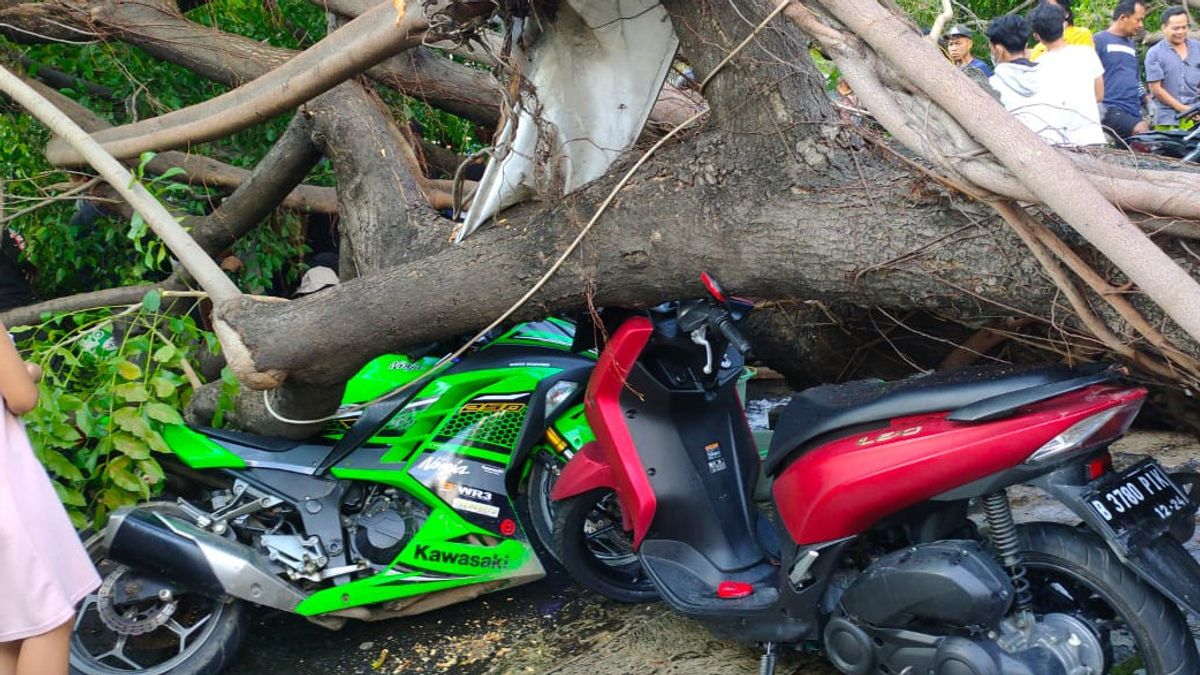 川崎忍者250リングセック、オートバイの所有者は、プロガドゥンで大きな木にぶつかった後に骨を壊す