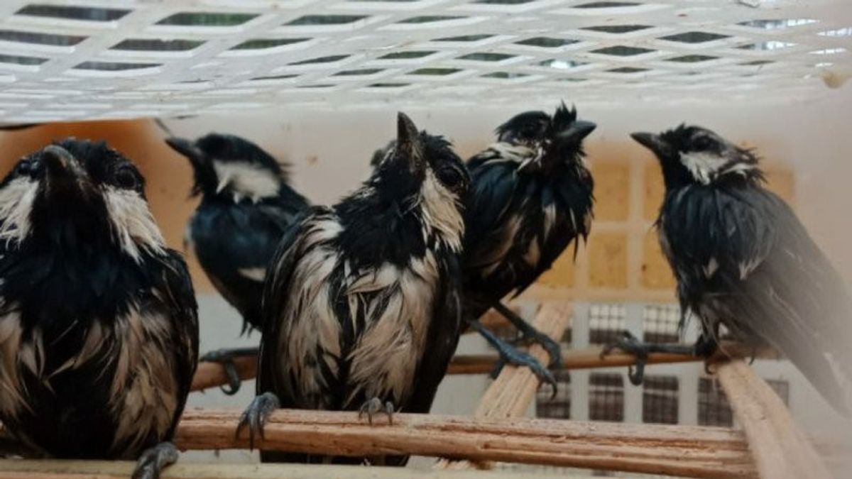 BKSDA Lampung Gagalkan Aksi Penyelundupan 2.960 Burung Liar dari Sumatera
