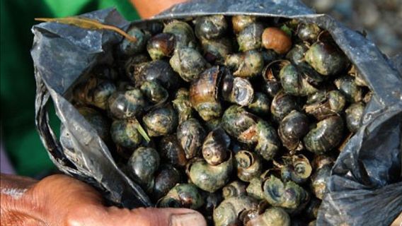 Anjuran Mentan Amran Sulaiman Konsumsi Keong Sawah Tuai Kecaman dalam Memori Hari Ini, 7 Desember 2017