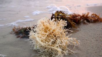 Gudang SRG Rumput Laut Permudah Ekspor bagi Petani