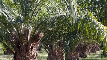 Make the Harvest Maximum! Here is the Ideal Distance to Plant Palm Oil for Optimal Results
