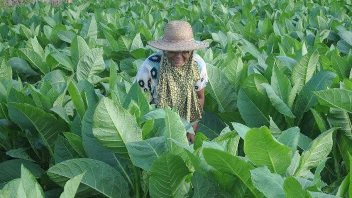 Good News From Lamongan: Tobacco Contribution From Pecel Lele City Increases In 2020