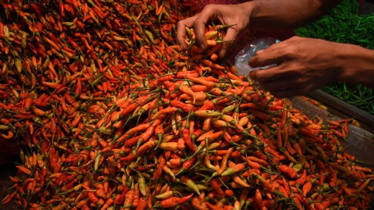 海永辣椒价格上涨，南加里曼丹农民每公斤利润高达5万印尼盾