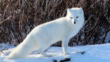 Succeeding In Conservation, The Number Of Arctic Foxes Is Now Nearly 500 After Previously Less Than 50