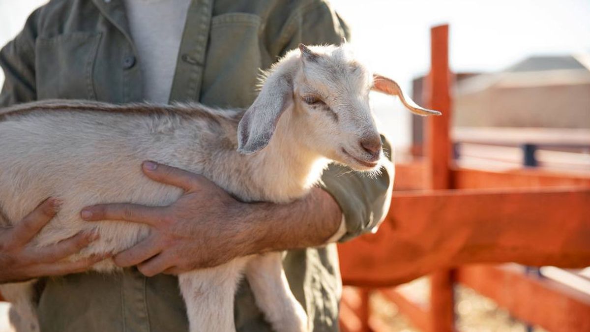 Mengetahui Batas Nisab Zakat Kambing Minimal: Panduan Lengkap bagi Peternak Muslim