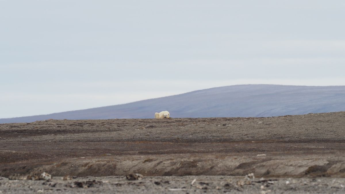 L'été prolongé dans l'Arctique augmente le risque de disparition d'ours Polar
