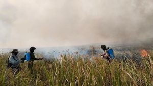 Petugas Masih Sisir Titik Berpotensi Timbulkan Kebakaran di Taman Nasional Way Kambas