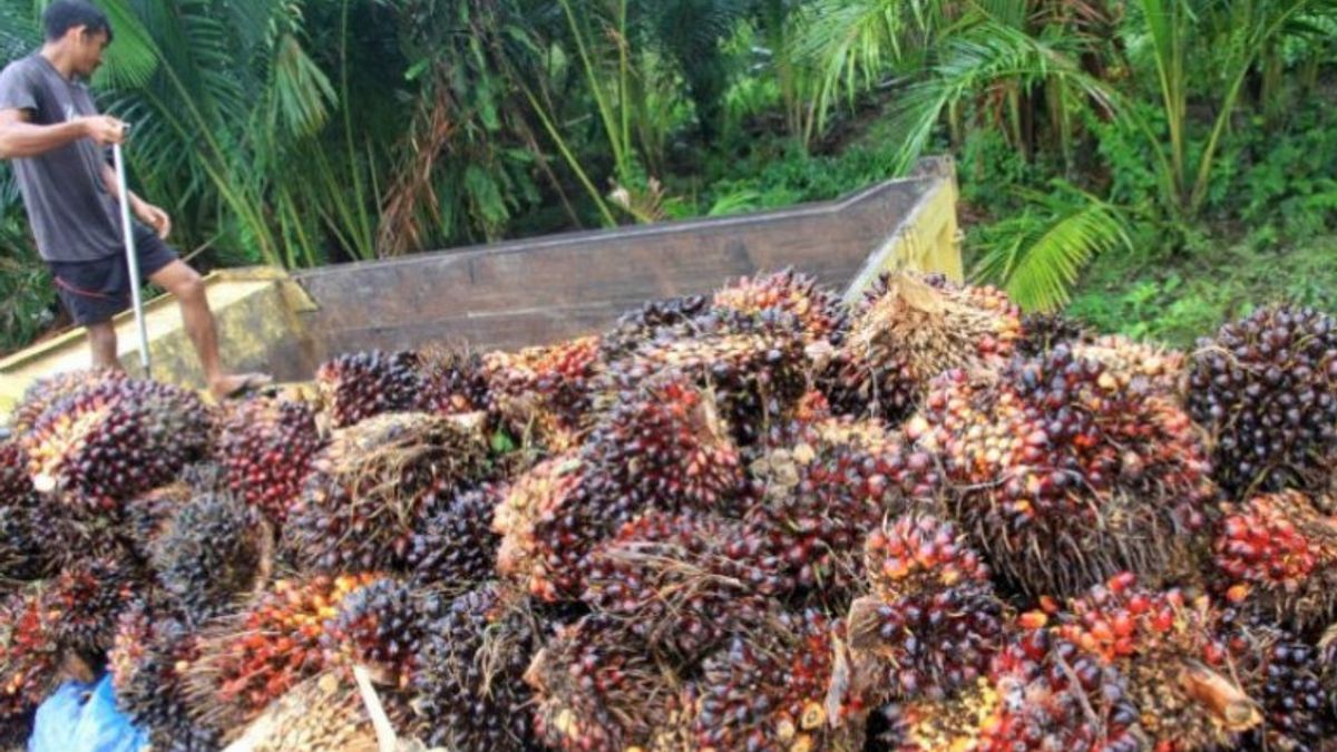 Oil Palm Farmers In West Kalimantan Can Smile, Prices Rise Influenced By Demand From Other Countries