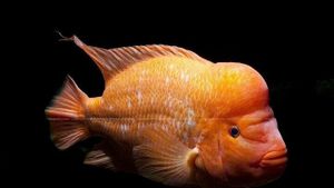 The Origin Of The Red Devil Fish: Understanding The History And Characteristics Of Predators That Become Invasive In Several Countries