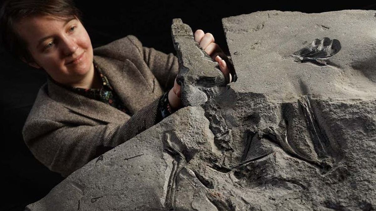 الزواحف مع أجنحة 2.5 متر ويعيش قبل 170 مليون سنة، وجدت Pterosaur