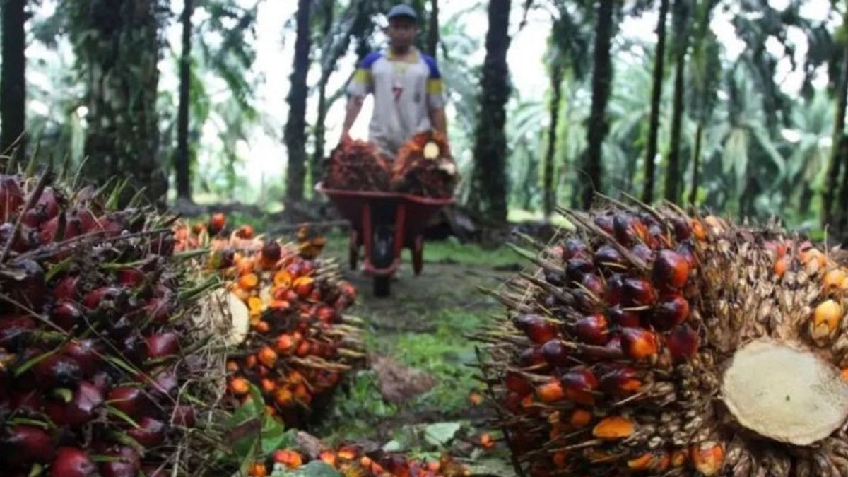 The Ministry of Trade Says the Demand Decline Caused CPO Prices to Weaken