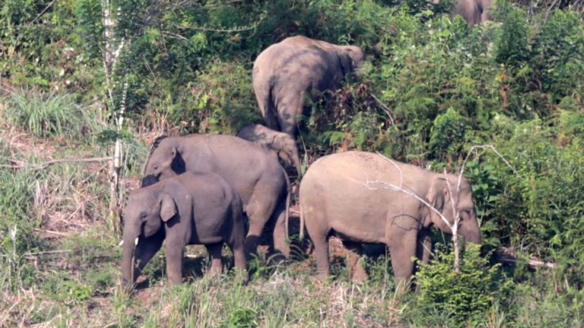 Kawanan Gajah Liar Terpantau Bergerak Ke Permukiman Warga Di Jambi, BKSDA Gerak Cepat Menghalau