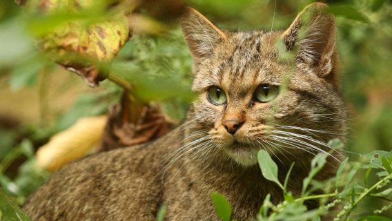 Cara Mengobati Cacingan pada Kucing dan Mengenali Penyebabnya