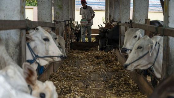 5 Sapi di Rokan Hulu Riau Terkonfirmasi PMK, Seluruh Ternak Dilokalisasi