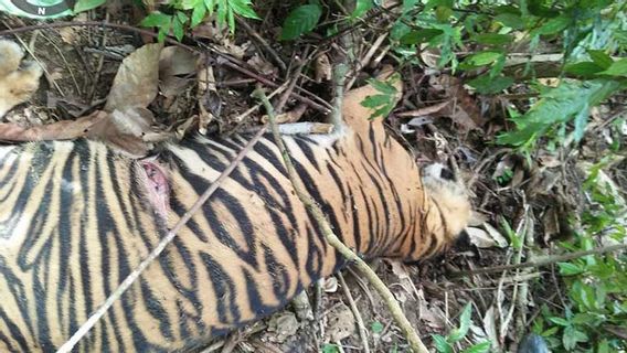    老虎在东亚齐被发现死亡