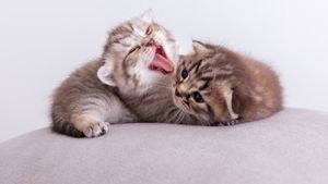 7 Cara Merawat Kucing Kecil Tanpa Induk agar Bertahan Hidup dan Sehat