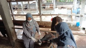 Livestock From Areas Affected By Mouth And Nail Diseases Prohibited From Entering Bantul