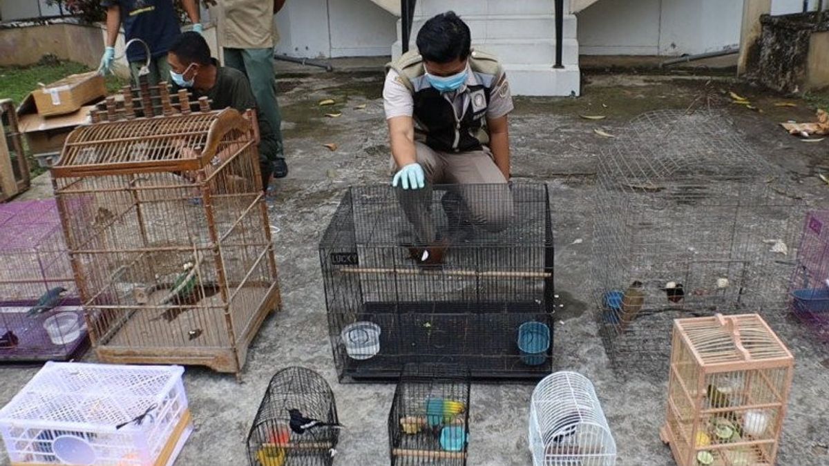 ポンティアナックからの保護された鳥の密輸は正常に阻止され、警察シタ110尾