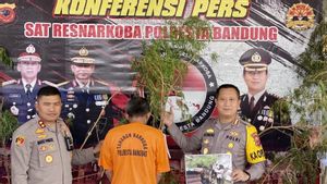 Tanam 20 Batang Ganja di Pekarangan Rumah, Pria 60 Tahun di Bandung Diringkus Polisi
