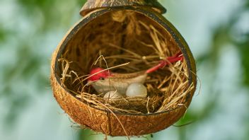 North Sumatra Ready To Export A 24 Ton Swallow's Nest Per Year