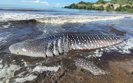 Hiu Paus Berbobot 2 Ton yang Terdampar di Pantai Tulungagung Akhirnya Mati