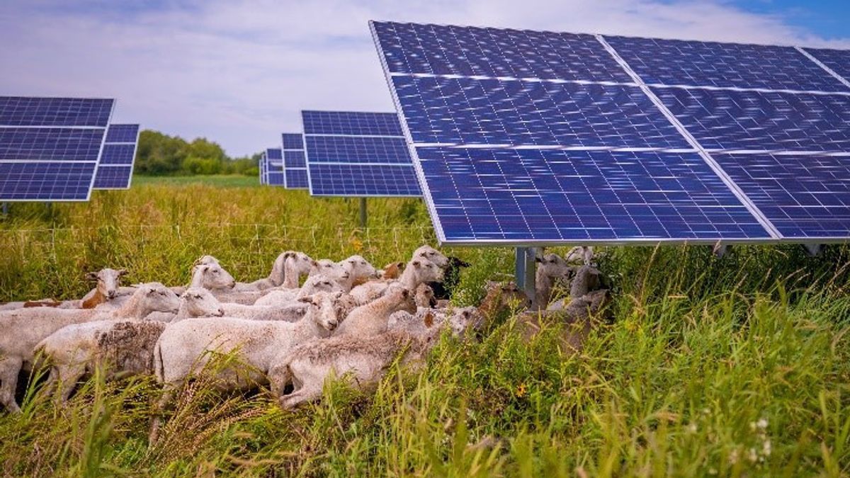 Une banque japonaise utilisera des panneaux solaires dans ses plantations de berceuses pour réduire les émissions