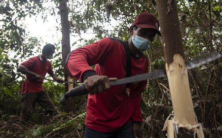 Indonesia, Malaysia, dan Uni Eropa Sepakat Bentuk Gugus Tugas Implementasi Peraturan Deforestasi