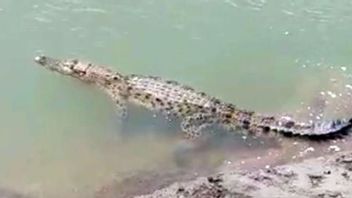 Making A Commotion, Didi, A Resident Of Indragiri Hilir, Was Attacked By A Crocodile While Looking For Worms