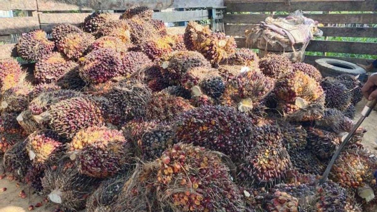 Ribuan Hektare Lahan Perkebunan Aceh Timur Rusak Akibat Banjir