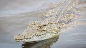 Buaya 4,2 Meter yang Terkam Remaja di Australia Ditembak Mati