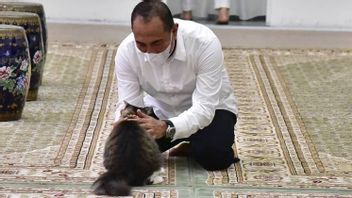 Gubsu Edy Geram Kasus Jagal Kucing di Medan: Rakyatku Tak Boleh Itu, Sangat Buruk