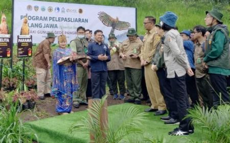 Sepasang Elang Jawa Dilepasliarkan di Kaki Gunung Gede