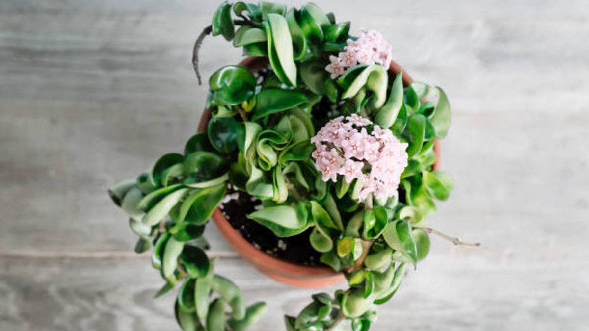9 Types Of Hoya Ornamental Plants That Make The House More Cool