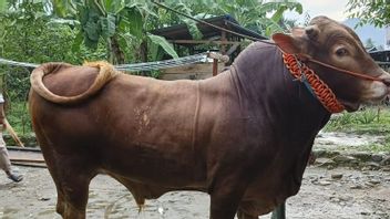 帕卢居民、中苏拉威西省政府选择拉斯·利莫辛·博博特874公斤总统祭祀牛的遴选
